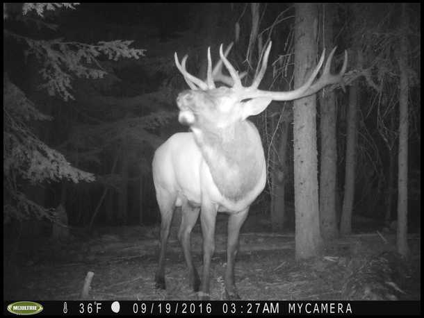bowhunter40's embedded Photo