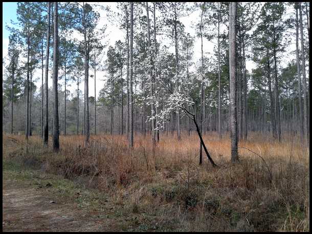 Lowcountry's embedded Photo