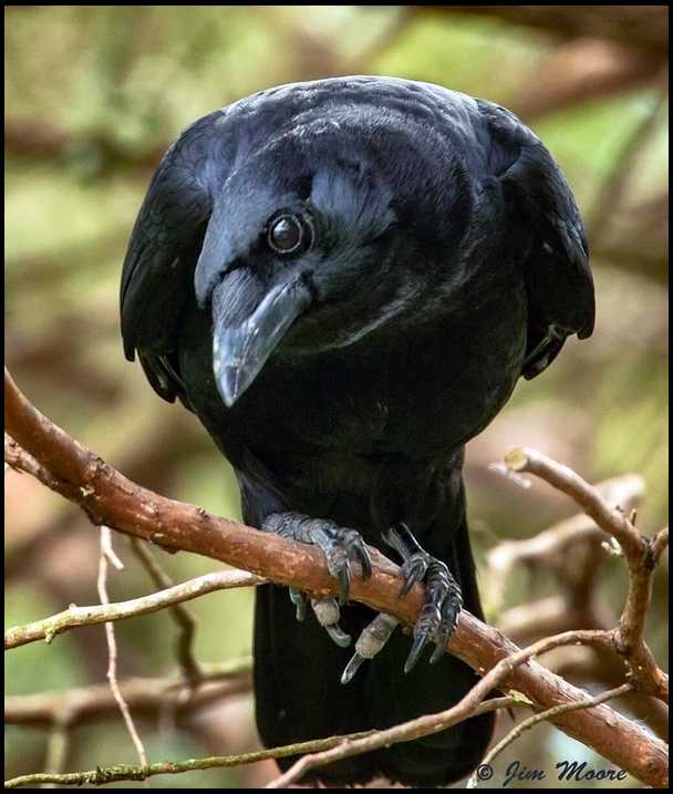 Snow Crow's embedded Photo