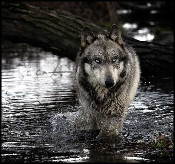 Riverwolf's embedded Photo